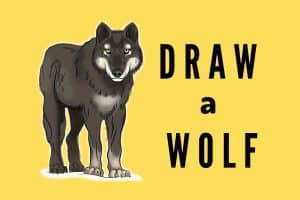 How to Draw a Wolf & Some Interesting Facts