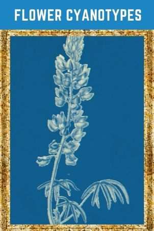 learn how to make Flower Cyanotypes