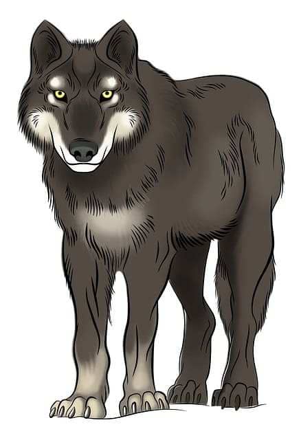easy wolf drawing for kids, free printables, home studies,