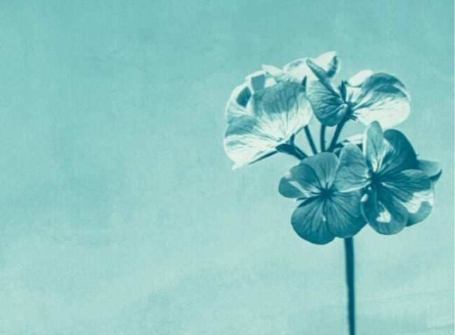 Flower Cyanotypes: Discover the Magic of Cyanotype Printing for Kids and Adults Alike