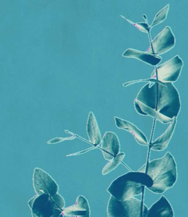Flower Cyanotypes: Cyanotype Printing for Kids and Adults Alike